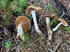 Cortinarius neofurvolaesus