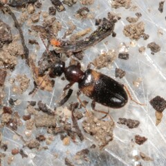 Hirticomus hispidus