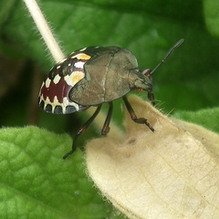 Caura rufiventris