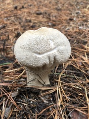 Lycoperdon