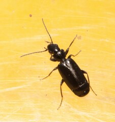 Microlestes