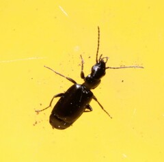 Microlestes