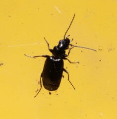 Microlestes