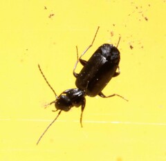 Microlestes