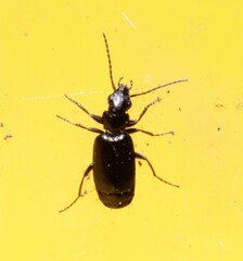 Microlestes