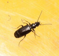 Microlestes