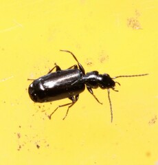 Microlestes