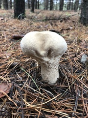 Lycoperdon