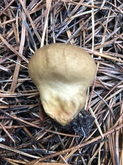 Lycoperdon