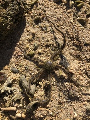 Ophiocoma scolopendrina