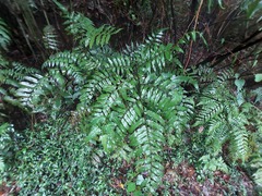 Diplazium dilatatum