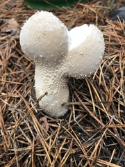 Lycoperdon