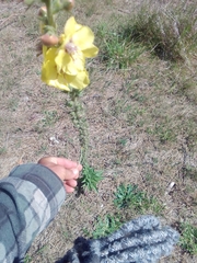 Verbascum virgatum