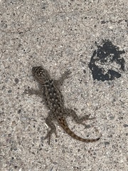 Sceloporus bimaculosus