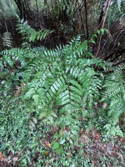 Diplazium dilatatum