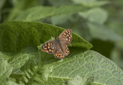 Pararge aegeria