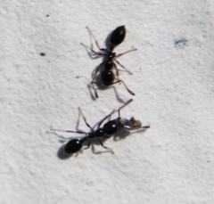 Monomorium