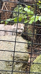 Lynx