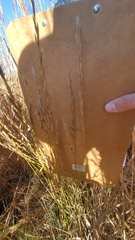 Thinopyrum intermedium