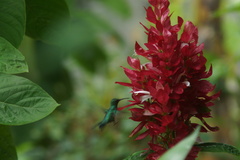 Colibri cyanotus