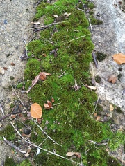 Campylopus introflexus