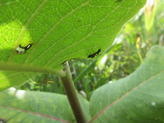 Tetragnatha straminea
