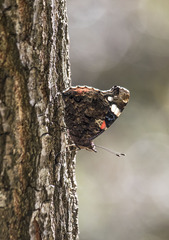 Vanessa atalanta