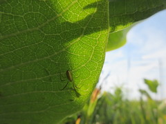 Tetragnatha straminea