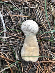 Lycoperdon