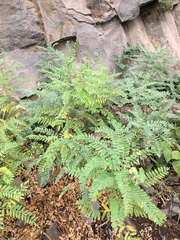 Sophora alopecuroides
