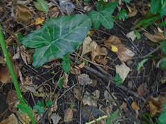 Arum italicum italicum