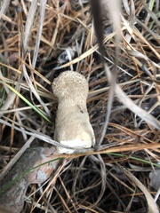 Lycoperdon