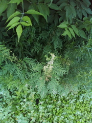 Urtica cannabina