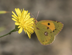 Colias croceus