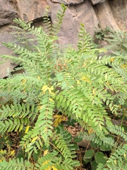 Sophora alopecuroides
