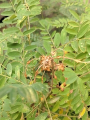 Sophora alopecuroides