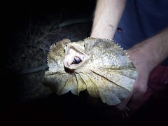 Chlamydosaurus kingii