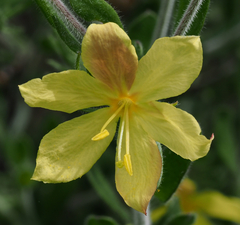 Menodora tehuacana