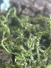 Amblystegium serpens