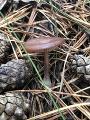 Chroogomphus rutilus