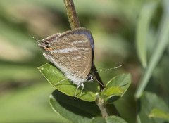 Lampides boeticus