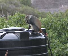 Cercopithecus mitis albogularis