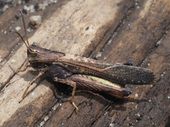 Morphacris fasciata