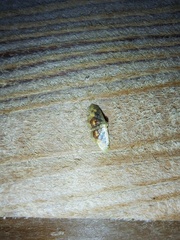 Idaea scintillularia