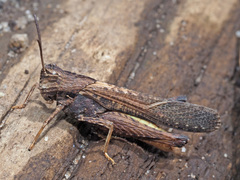Morphacris fasciata