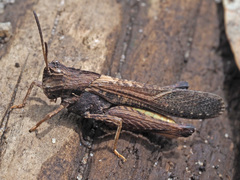 Morphacris fasciata