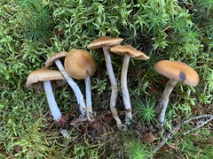 Cortinarius kauffmanianus