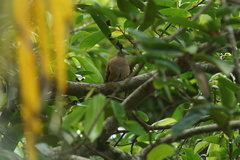 Columbina talpacoti