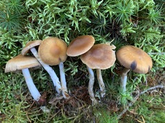 Cortinarius kauffmanianus