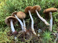 Cortinarius kauffmanianus